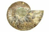 Cut & Polished Ammonite Fossil (Half) - Crystal Pockets #308101-1